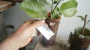 Размножение кумкватов - пять реальных рабочих способов