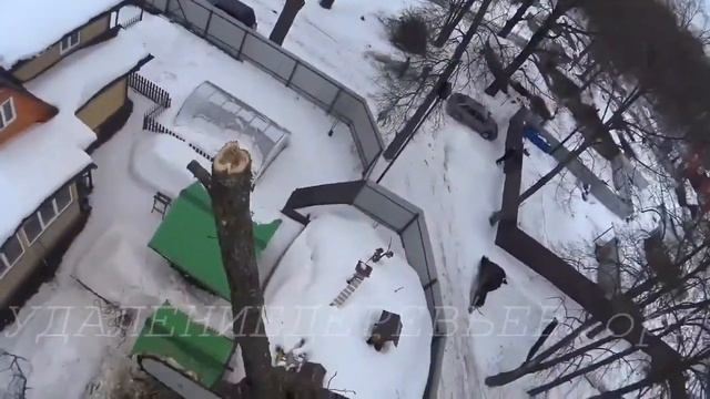 Removing tilted oak near wires.Удаление наклонённого дуба рядом с проводами. смотреть онлайн
