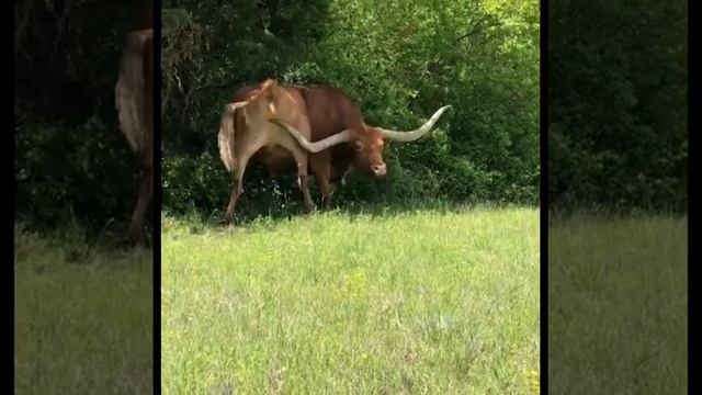 Зачем быкам большие рога смотреть онлайн