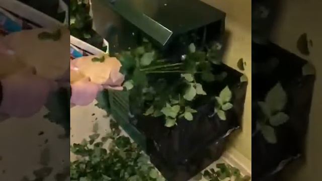 Станок для зачистки роз смотреть онлайн