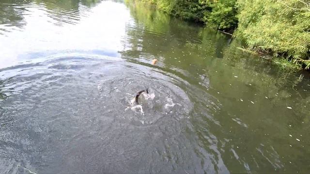 Рыба Великолепная