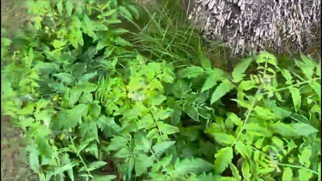 ТОМАТЫ 🍅 В ДУБАЕ ЗАВЯЗАЛИСЬ 👩🌾 ЧТО ПРОИСХОДИТ С ПОГОДОЙ ⛈️🌩️ смотреть онлайн