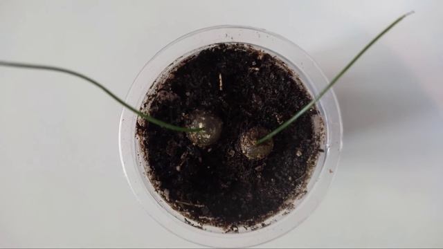 Шизобазис интриката Schizobasis Intricata выращивание из семян смотреть онлайн