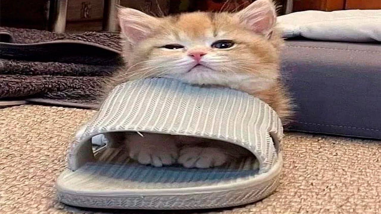 Я РЖАЛ ЦЕЛЫЙ ЧАС?ПОДБОРКА СМЕШНЫХ КОТОВ И СОБАК ДЛЯ ХОРОШЕГО НАСТРОЕНИЯ? #10 смотреть онлайн