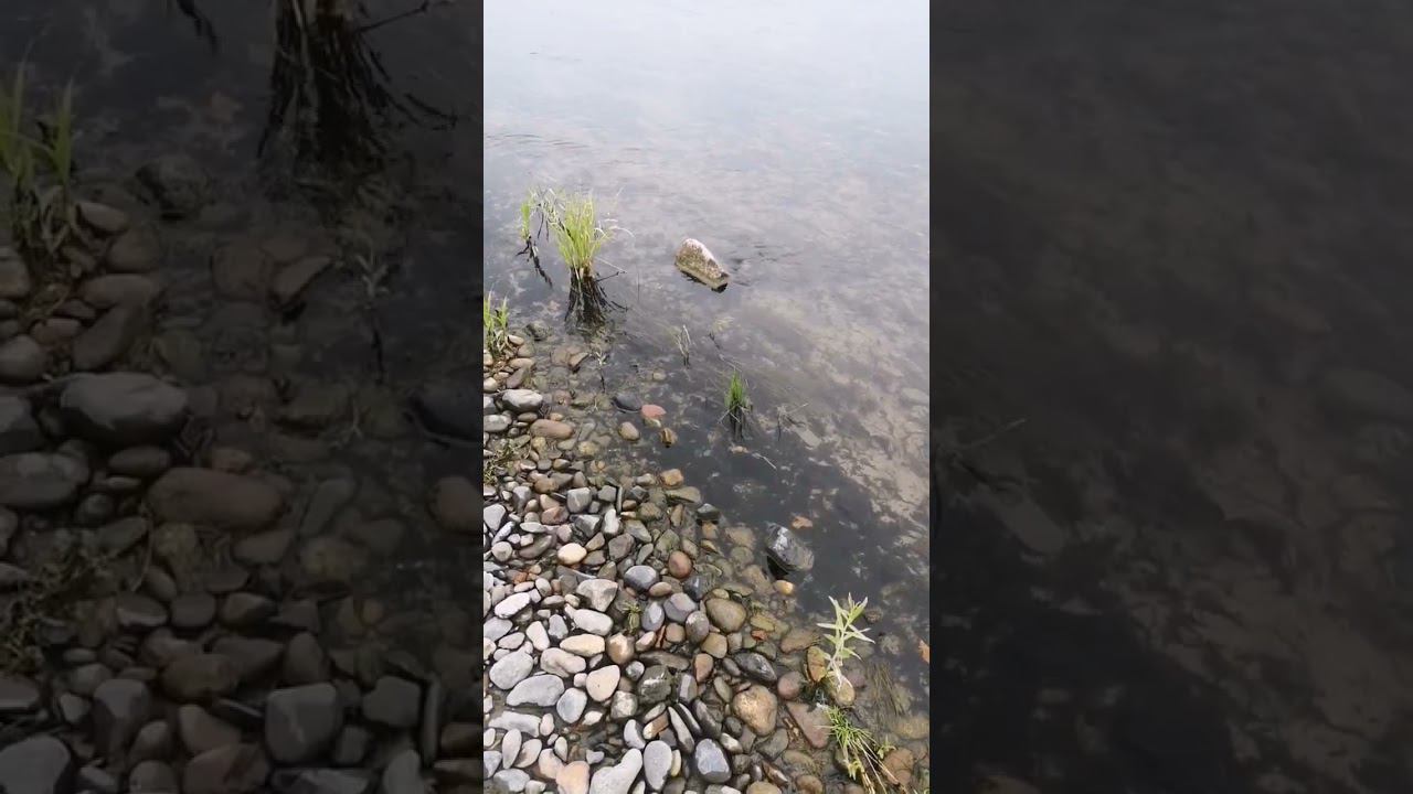 На Енисее. Жаль, что лето заканчивается смотреть онлайн