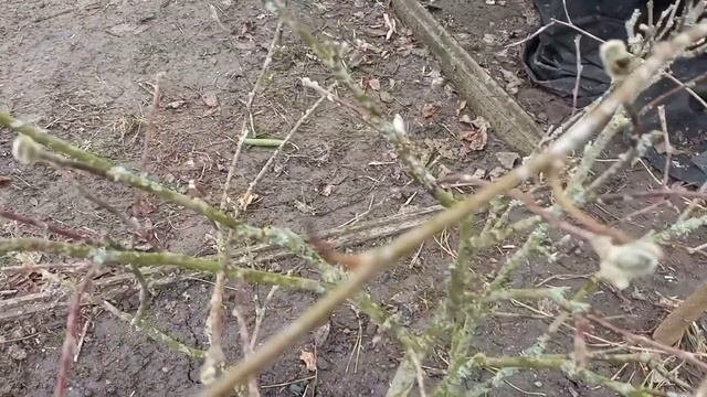 Помогите понять как вылечить растение.Магнолия звездчатая стеллата(Magnolia stellata (white) . смотреть онлайн