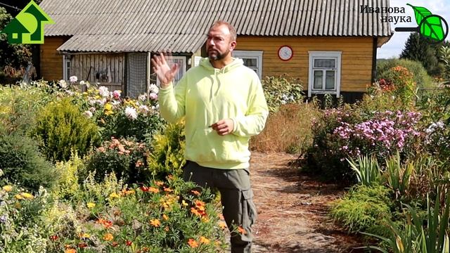 ЧЕТЫРЕХКРАТНАЯ ПОЛЬЗА БАРХАТЦЕВ В САДУ и ОГОРОДЕ. Сделайте ТАК и весь год будете говорить СПАСИБО! смотреть онлайн