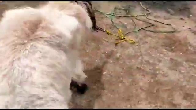 Fighter Sheep for Bakrid! | ₹?????? | Zainab Sheep Farm смотреть онлайн