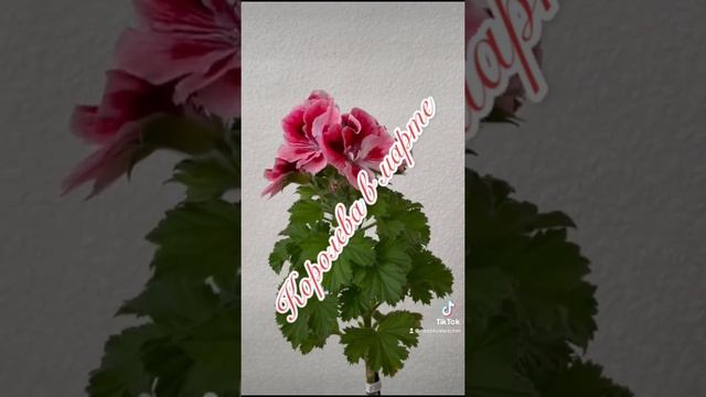 Какой горшок нужен королевской пеларгонии для пышного цветения смотреть онлайн