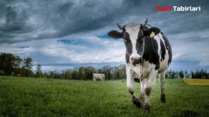 Туш табири - Тушда сигир куриш