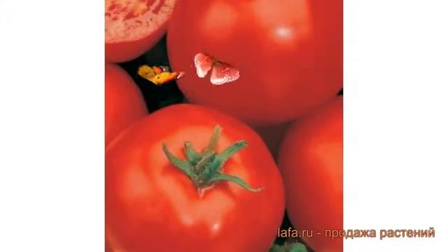 Томат обыкновенный Эффект (effekt) ? томат Эффект обзор: как сажать семена томата Эффект