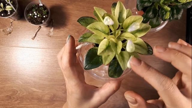 Цветение фиалок Н Нейтири Emerald Bell смотреть онлайн