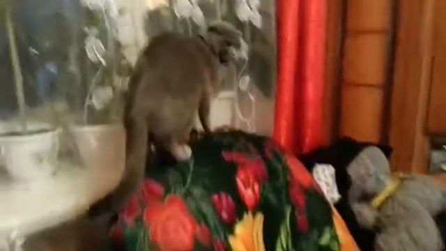 Кошка боится пылесос смотреть онлайн