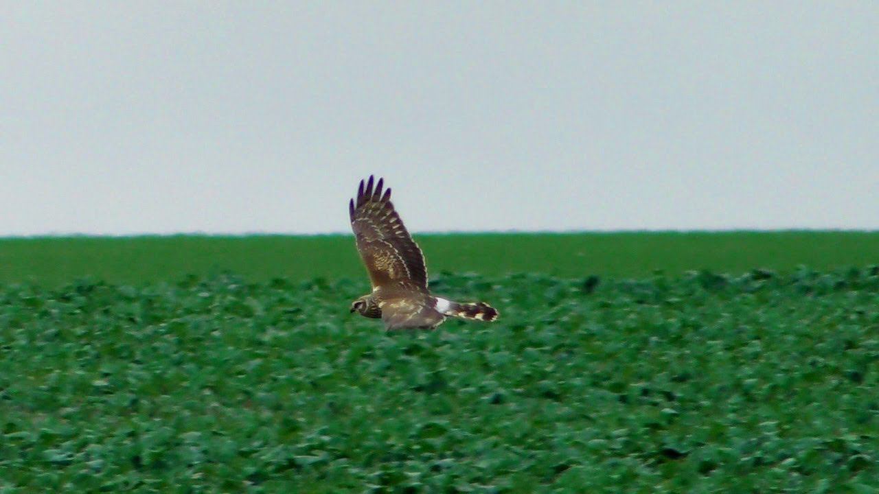 Полевой Лунь охотится / Hen harrier is hunting смотреть онлайн