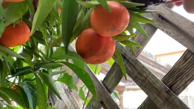 Satsuma Mandarins 2019 Harvest смотреть онлайн