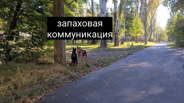 Общение собак начинается на расстоянии смотреть онлайн