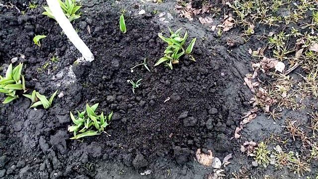 Сажаю Цветы ПОДСНЕЖНИКИ БЕЛЫЕ!!! ??? Прекрасный ПОДОРОК!!!??? 3 апреля 2023г.? смотреть онлайн