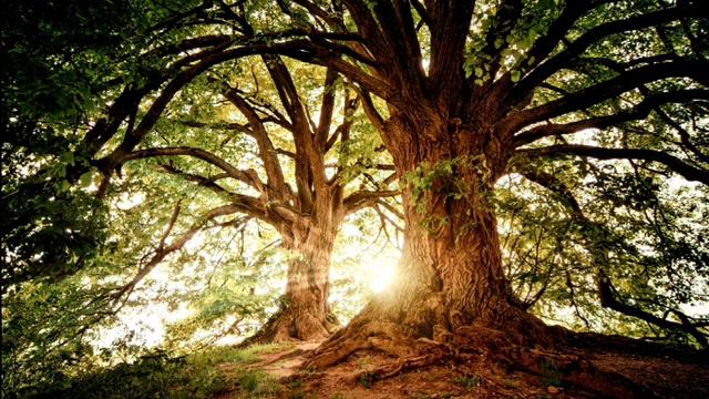 Find Peace with Bird Song Meditation Musicпение птиц смотреть онлайн