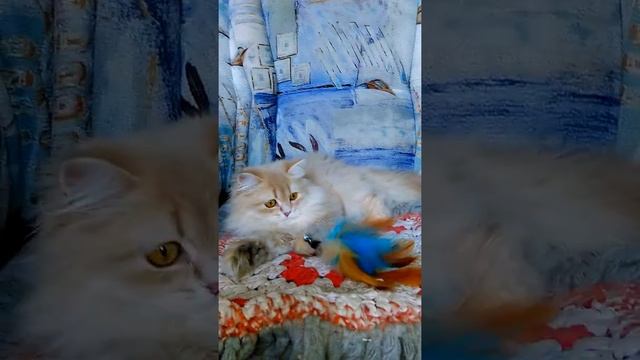 длинношерстная лиловая золотая шиншилла кошка смотреть онлайн