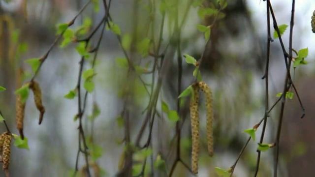 Поздравление с Пасхой смотреть онлайн