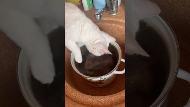 Близок локоть, да не укусишь))) смотреть онлайн