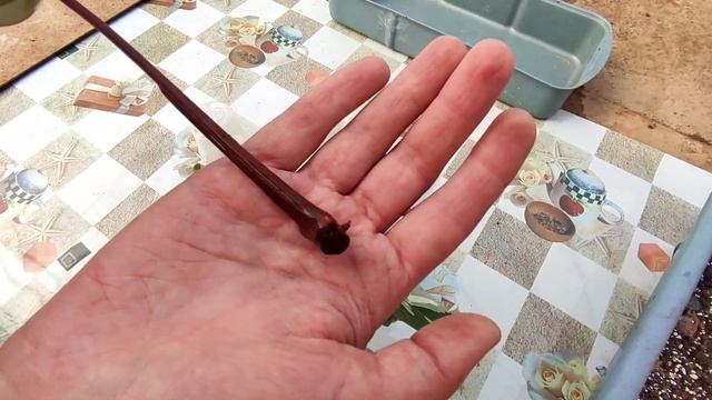 Филодендрон Ред Андерсон. PHILODENDRON RED ANDERSON Ароидные.Размножение.Укоренение.