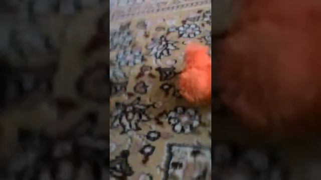 Наша кошка сходит с ума смотреть онлайн