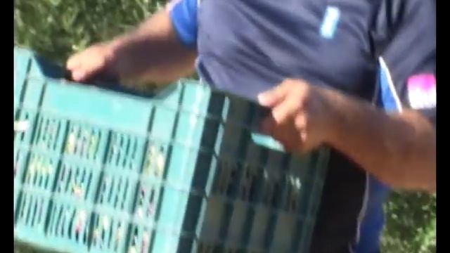 extra virgin olive oil - Poliana смотреть онлайн