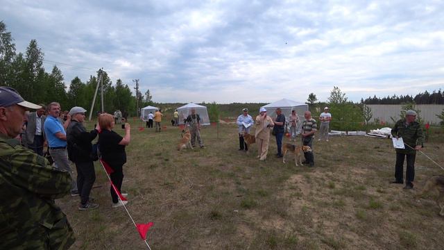 РГ Побудка (Стрелка) (2 года 1 месяц) ВПКОС 7132/24. Областные испытания и областная выставка