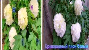2020 май  Хатка Древовидные пионы