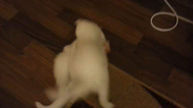 Котята скоттиш страйт мальчик и девочка (дерутся, видео без подсветки) -2 смотреть онлайн