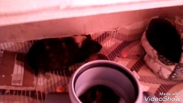 Наш долгожданный стеллаж. Радость у Зязи/ проблемы стеллажа. смотреть онлайн