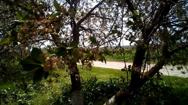 Климат Краснодарского края. Май, 2-е число. Станица Успенская. смотреть онлайн