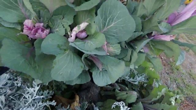 ДЕКОРАТИВНАЯ КАПУСТА,ВО ВСЕЙ ЕЁ КРАСЕ. смотреть онлайн