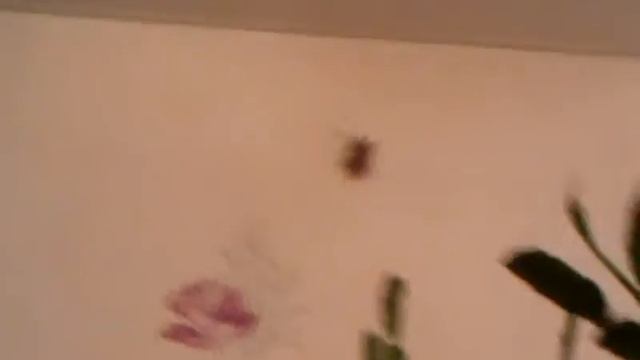 Кот и майский жук. смотреть онлайн