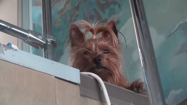 Лагерь «БРИГАНТИНА» 2017 смотреть онлайн