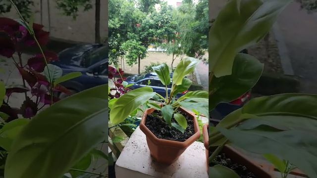 Philodendron Ceylon Gold#short#garden_2_kitchen смотреть онлайн