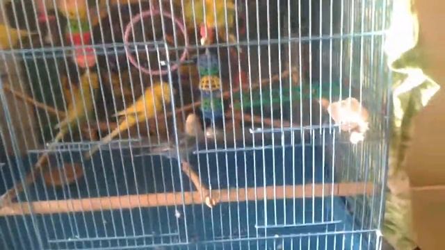 Самка волнистого попугая хочет на вторую кладку