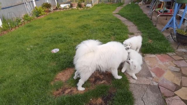 Щенки Самоеда на первой прогулке.
