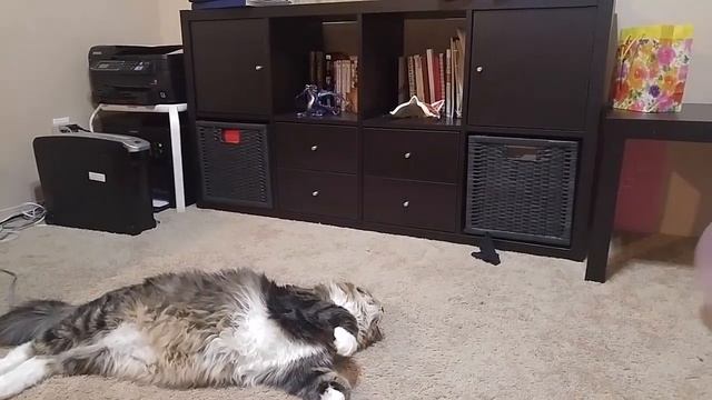 Смешные коты. Сибирская кошка.Игра в волейбол) Funny Cats