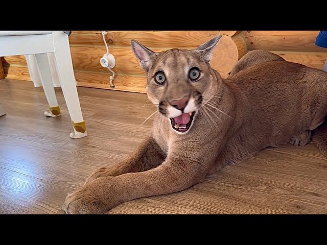 Какая умная пума! Как пума Месси закапывает дома свой туалет и понимает по жестам! Уникальный кот смотреть онлайн