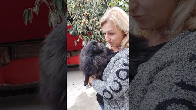 Девочка Померанский шпиц в поиске ответственных владельцев Доставка возможна+79788972514 смотреть онлайн