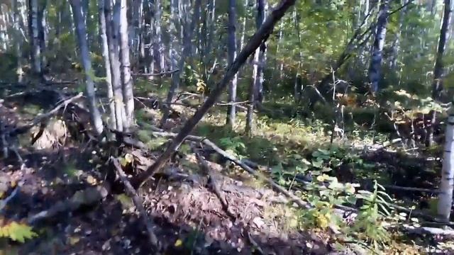 УТРЕННИЙ ВЫХОД В ЛЕС ПО ГРИБЫ... смотреть онлайн