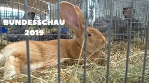 Ризены - самая крупная порода кроликов в мире. Кролики Великаны Бундесшоу Германия