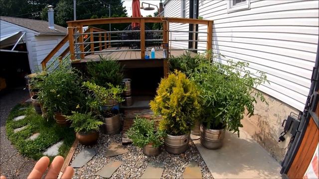 Arborvitaes "I Got Them Used" смотреть онлайн