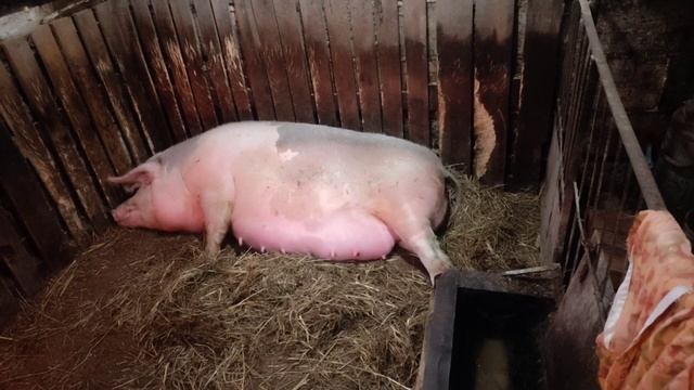 ОПОРОС,ПРИНИМАЕМ РОДЫ смотреть онлайн