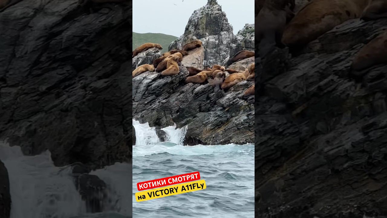 Морские котики с Дальнего Востока смотрят новую лодку Victory a11fly. Вы тоже можете #лодочник смотреть онлайн
