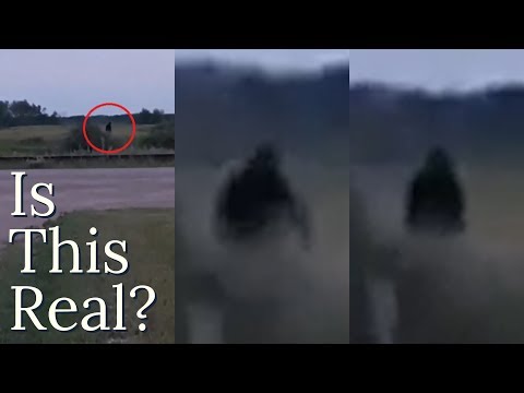 MYSTERIOUS CREATURE Caught on Camera