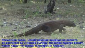 Детям о животных: ящерицы