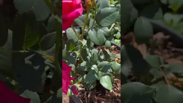 Timeless Charisma a beauty!!